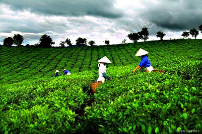 Vé máy bay  Cần Thơ đi Gia Lai