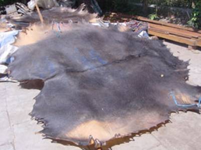 Miếng da trâu đang được phơi nắng có trọng lượng khoảng 60kg – Ảnh: Thùy Trang (nguồn baovanhoa.vn – 21.1.2009)