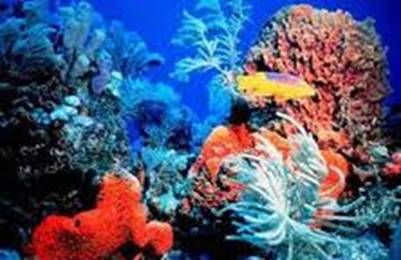 Rực rỡ sắc màu san hô – Ảnh: nguồn catbabay.com.vn