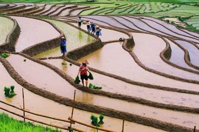 Bờ ruộng như bức tường thành giữ nước – Ảnh: Vuong Lien Duong 