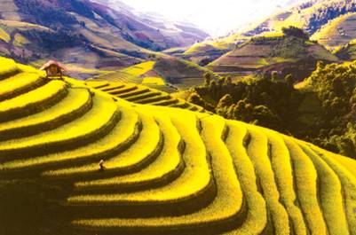 Lúa vàng từ thung lũng đến lưng trời – Ảnh: Thanh Miền 