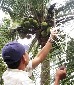 thụ phấn cho cây Dừa sáp 