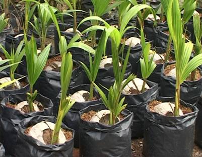 Cây giống Dừa sáp 