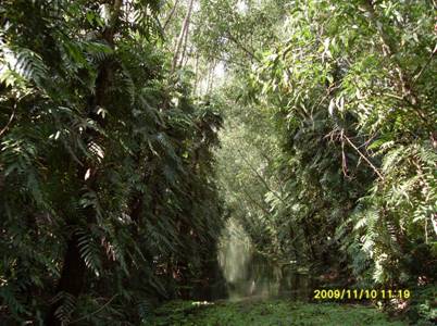 Rừng trong Lung Ngọc Hoàng 