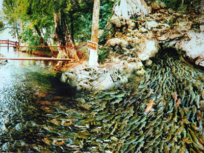 Đàn cá đến hàng nghìn con 