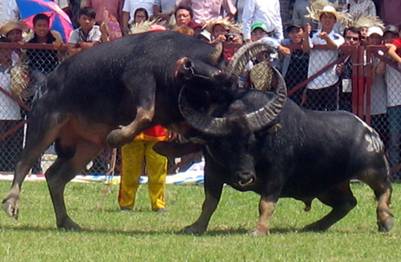 Những pha so kè đẹp mắt 