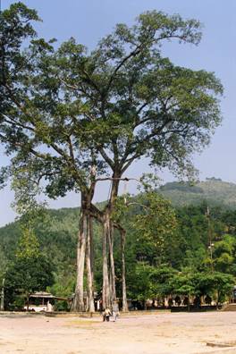 Cây đa chín cội 