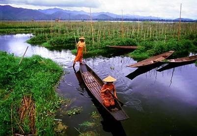 Những khu vườn nổi 