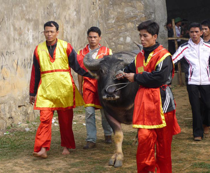 Đưa “Ông Cầu” ra sới chọi 