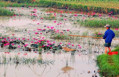 Bông súng đầm lầy hồ Thác Bà 