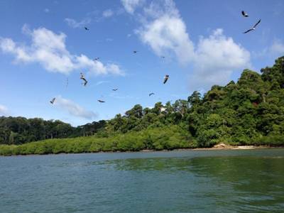 Những chú Đại bàng bay lượn 