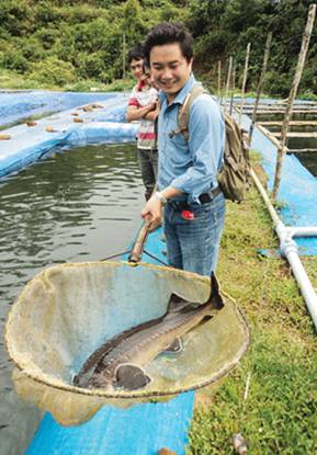 Cá Tầm trưởng thành 