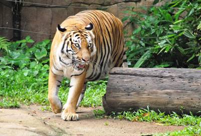 Hổ trong vườn thú Zoo Negara
