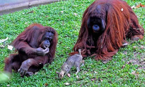 Loài tinh tinh Orangutan 