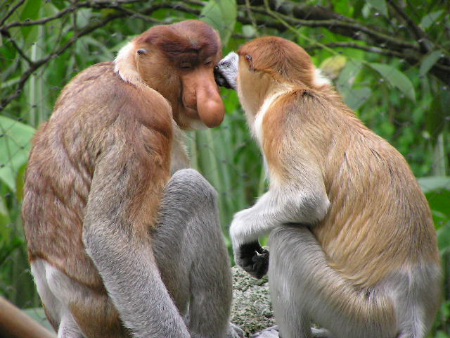 Loài khỉ mũi dài 