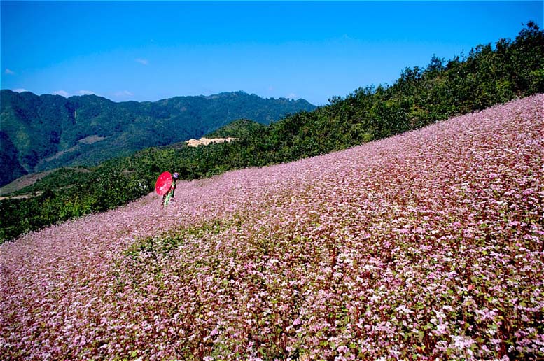 Những nương đồi hoa 