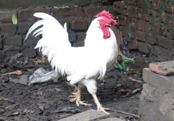 Giống gà rừng khá lạ với lông màu trắng toát (?) 