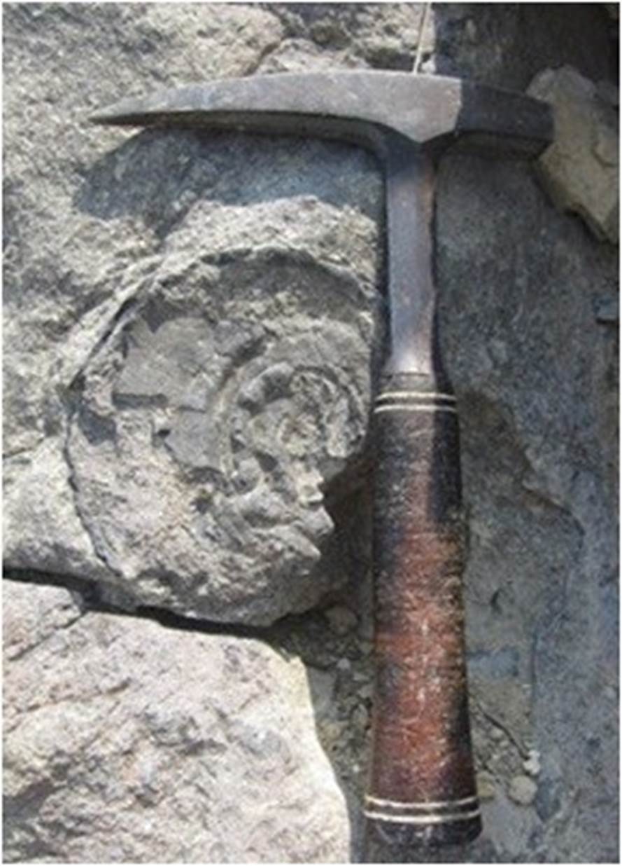 Hóa thạch cúc đá ở Lũng Luông