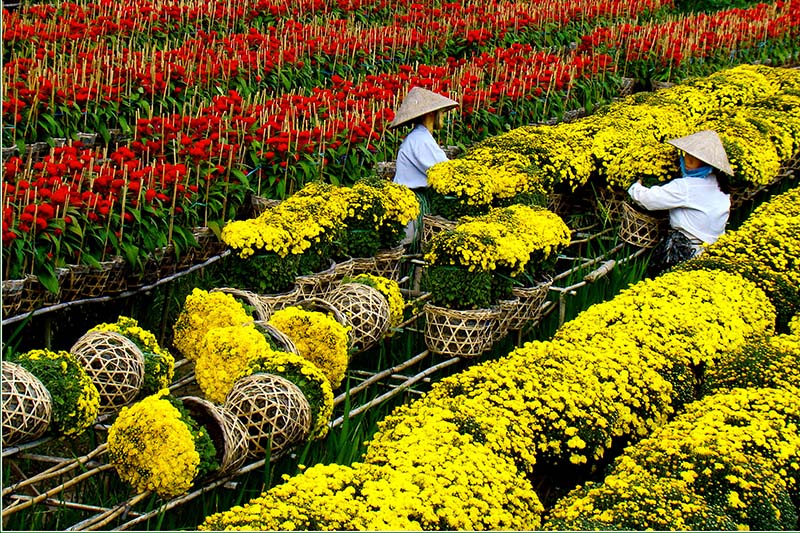 Làng hoa tất bật chuẩn bị Festival