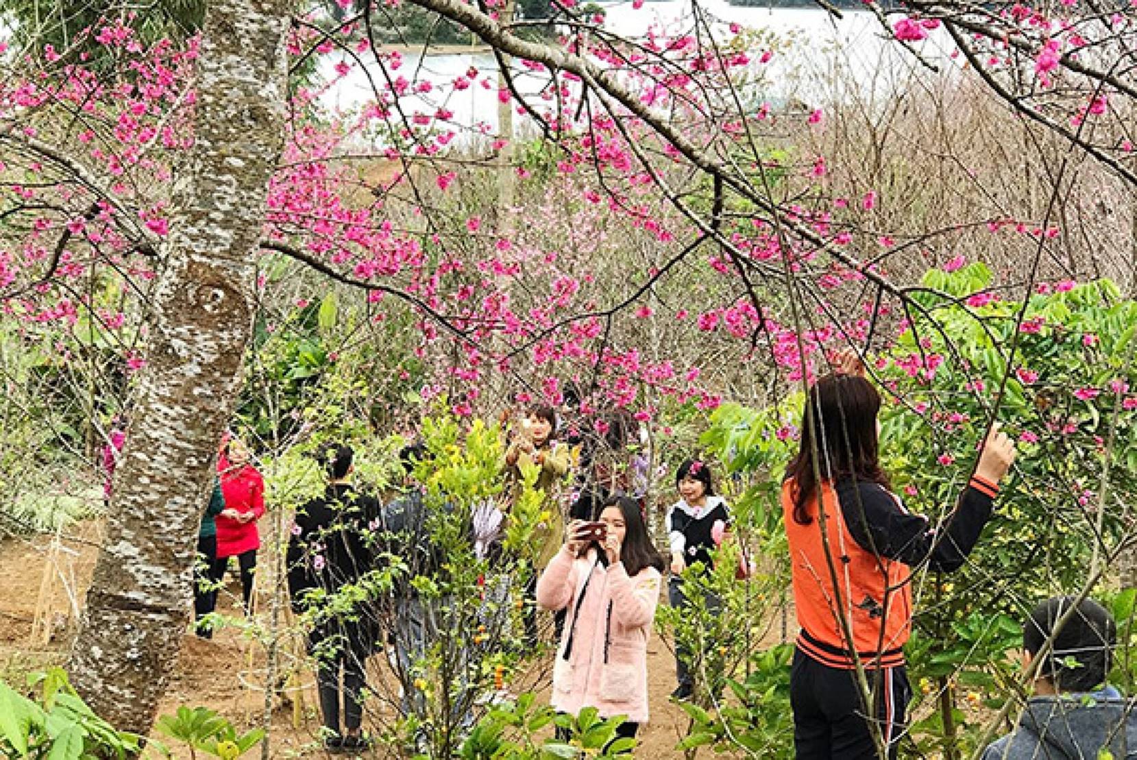 Du khách chơi Xuân tại Đảo Hoa 