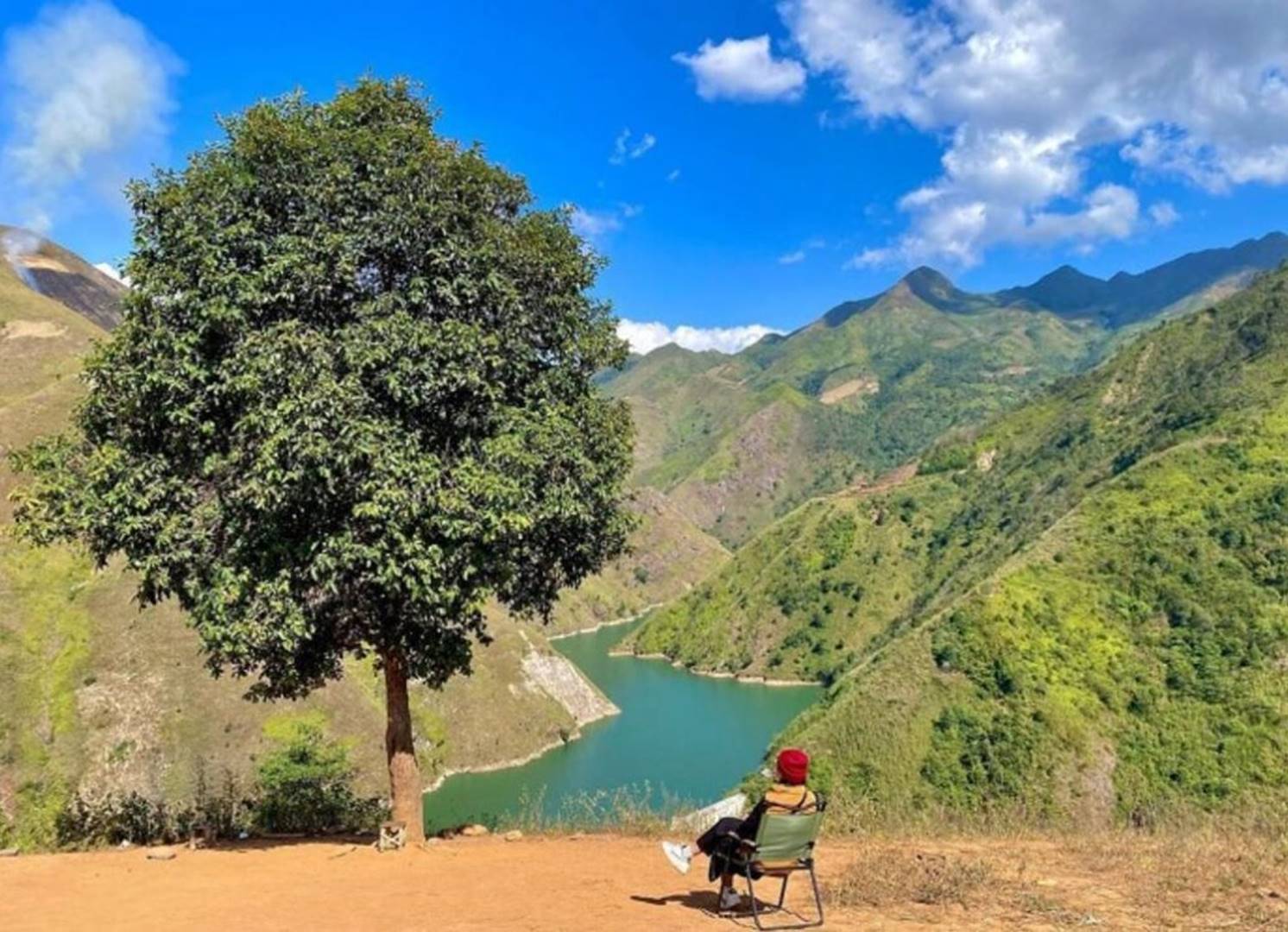 Cây táo mèo cô đơn 