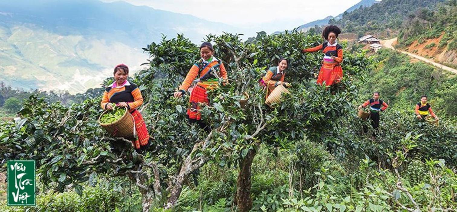 Đồi chè cổ thụ Tà Xùa Đồi chè cổ thụ Tà Xùa