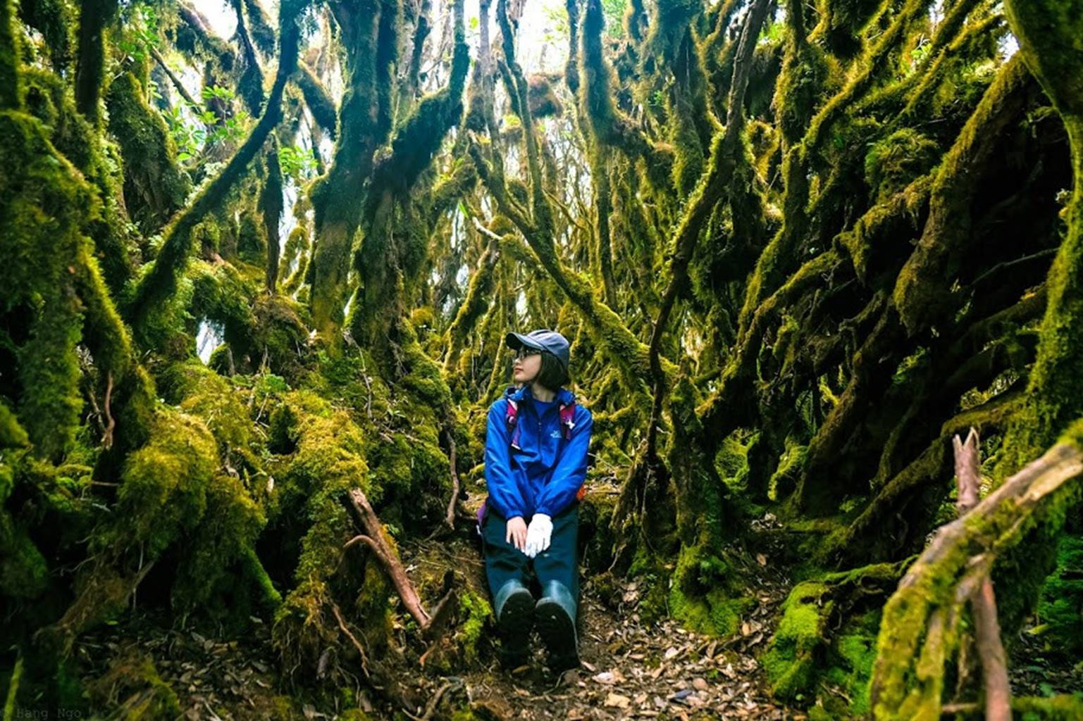 Rừng nguyên sinh Tà Xùa Rừng nguyên sinh Tà Xùa